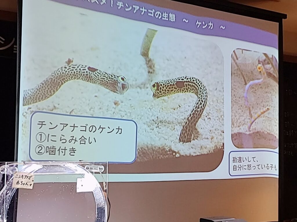 すみだ水族館チンアナゴの解説